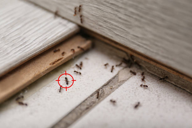 Best Pest Removal Services  in Murfreesboro, TN
