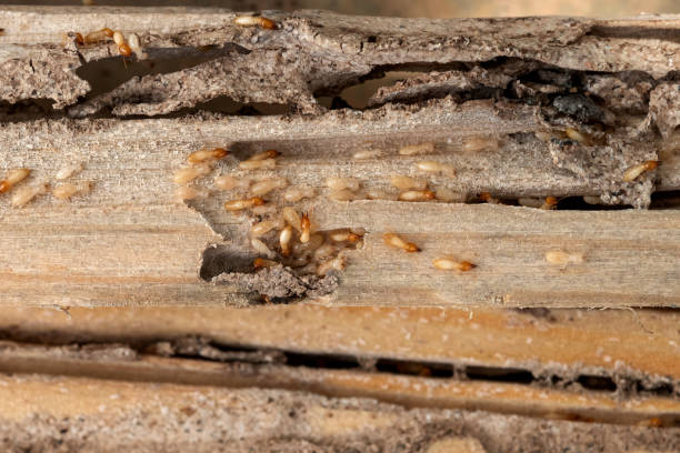 Wasp Removal Services in Murfreesboro, TN